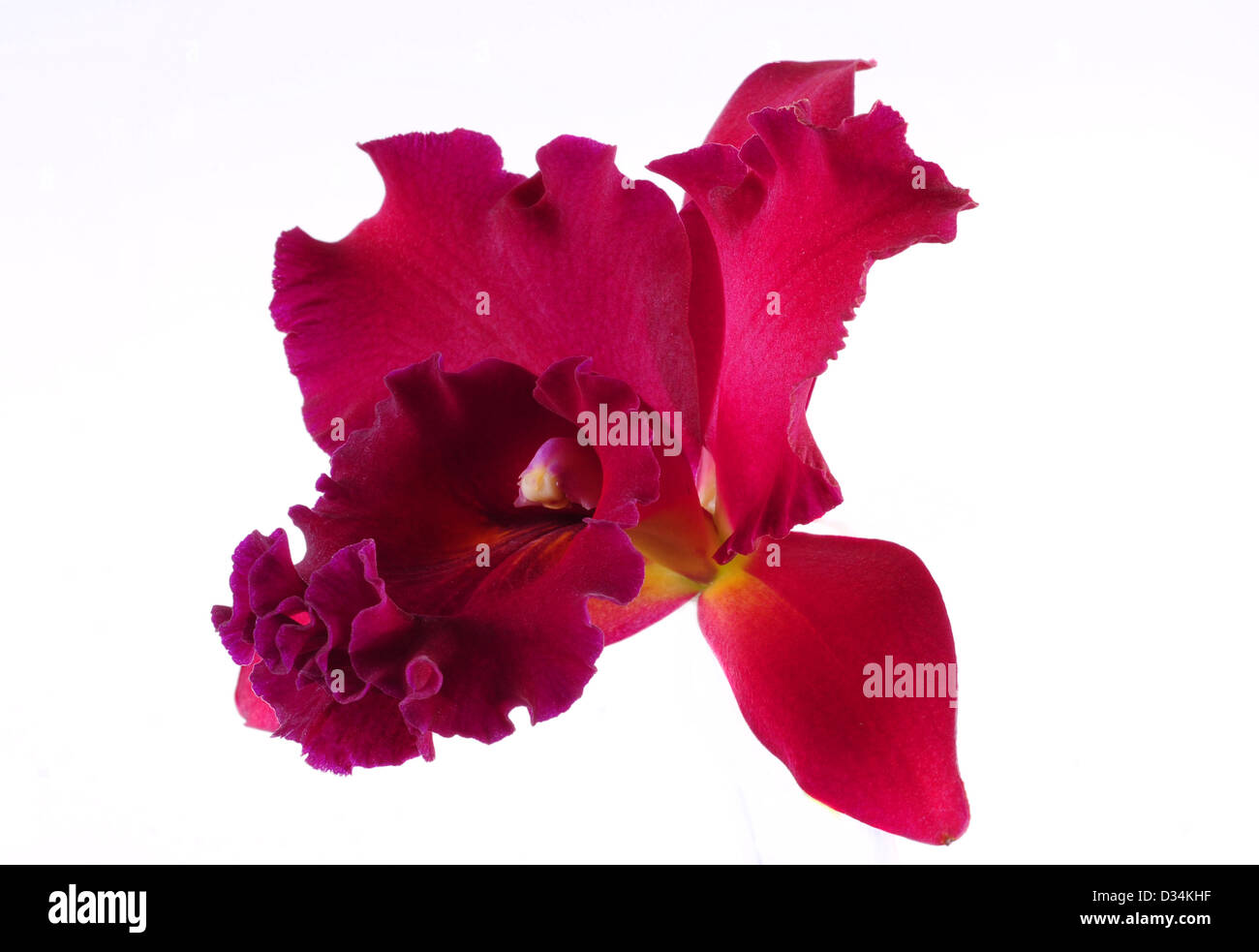 Rosa Orchidee Blume in voller Blüte auf weißem Hintergrund Stockfoto