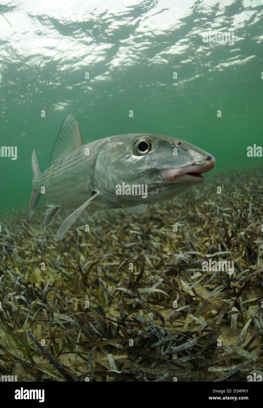 ein Bonefish ist im Rasen Wohnungen Ozean schwimmen. Stockfoto