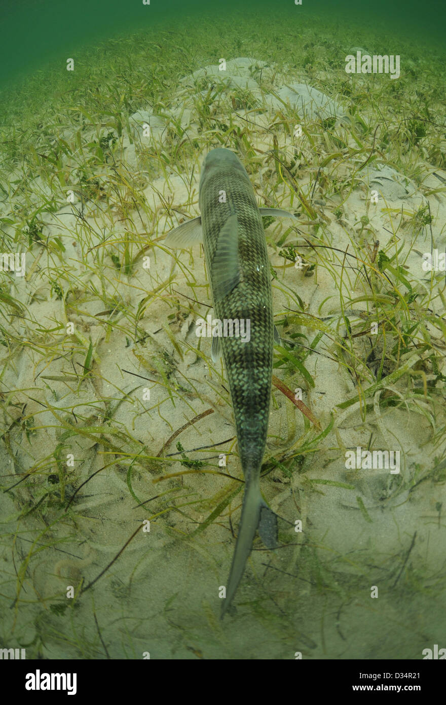 ein Bonefish ist im Rasen Wohnungen Ozean schwimmen. Stockfoto