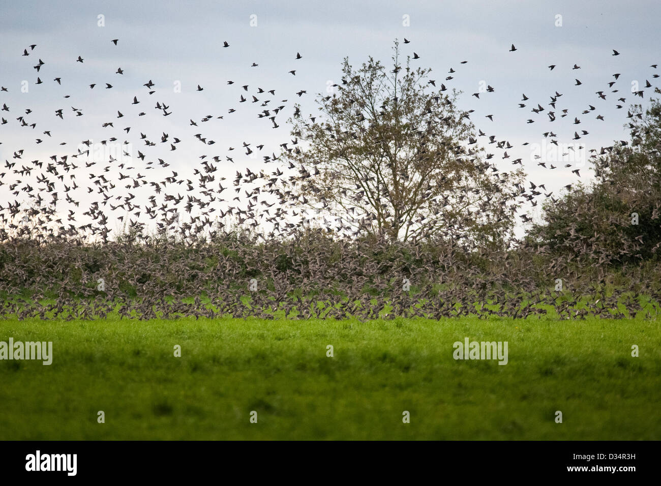 Starling Murmuration Stockfoto