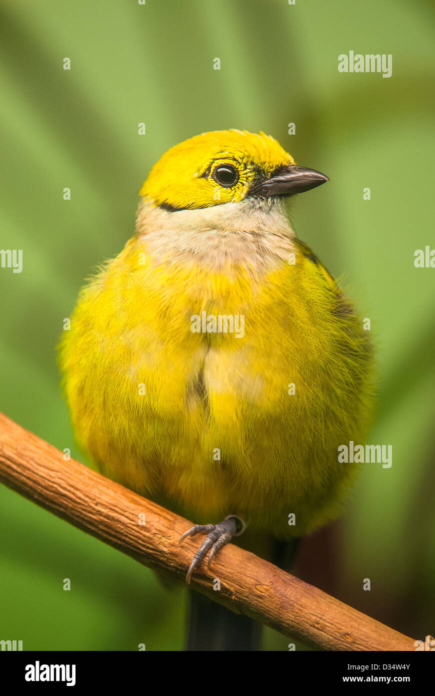 Rot-billed Leiothrix (lat. Leiothrix Lutea) sitzen mit grünem Hintergrund Stockfoto