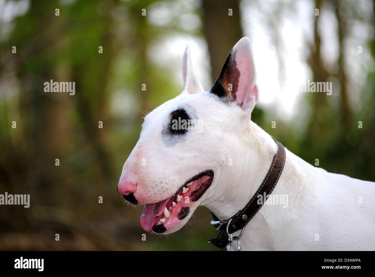 Bull Terrier, weißer Hund, englischer Bullterrier Stockfoto