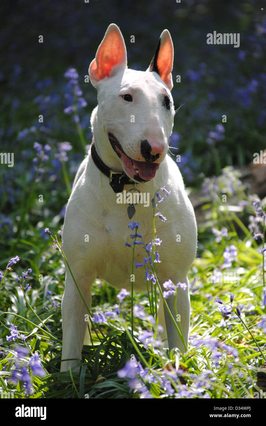 Bull Terrier, weißer Hund, englischer Bullterrier Stockfoto