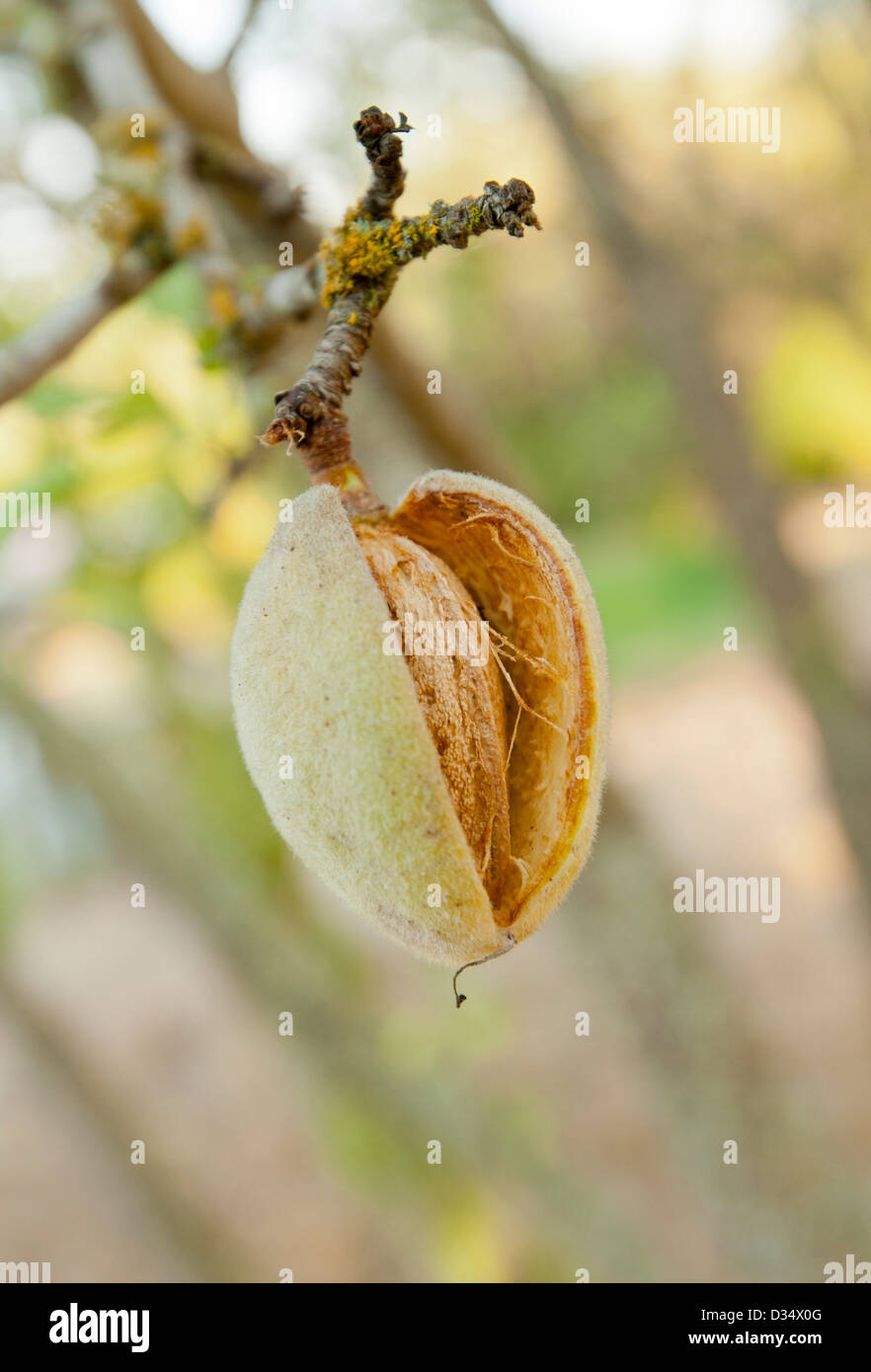 Junge am Baum Reifen Mandel Stockfoto