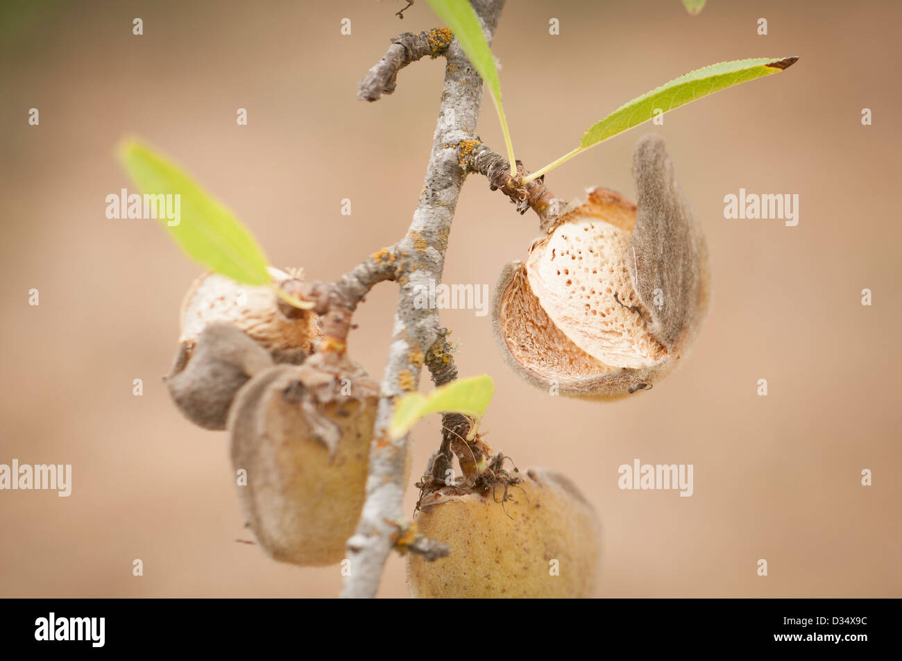 reiche Mandeln auf dem Baum reif für die Ernte Stockfoto