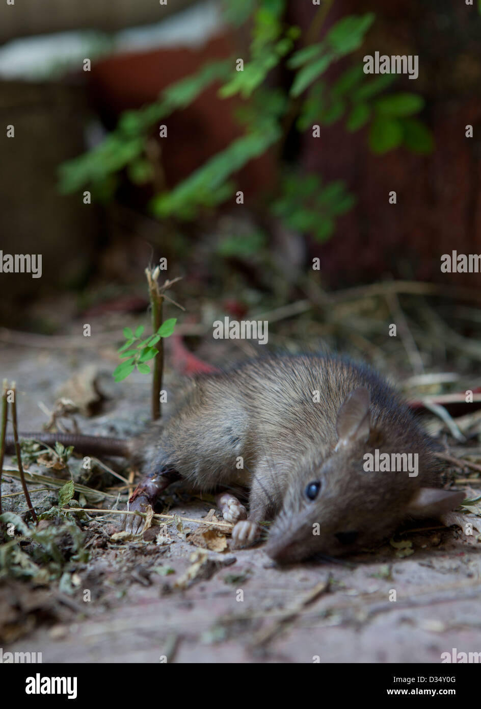 Tote Ratte Im Garten Garten Design Idee Fotos