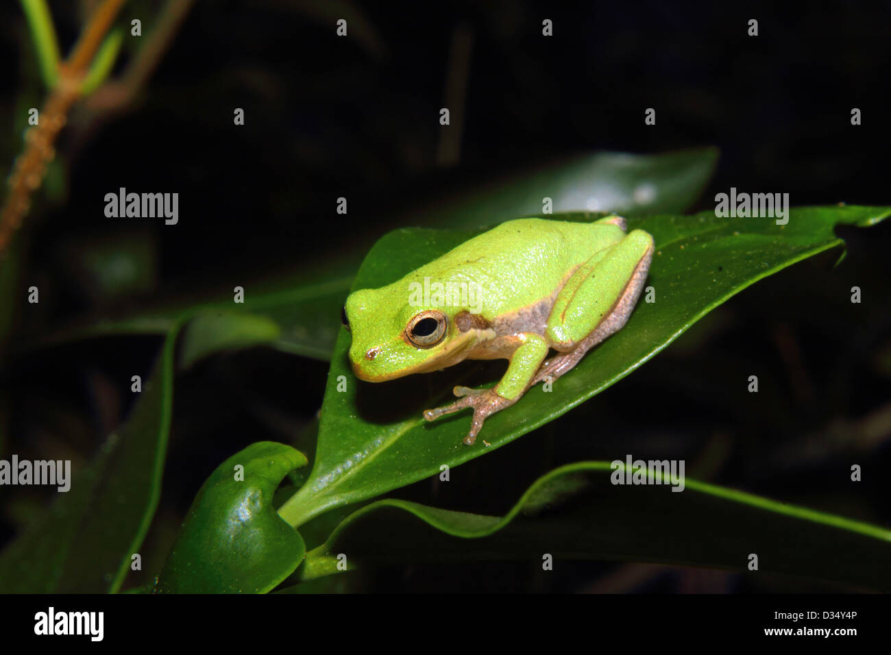 Eine amerikanische Green Tree Frog ruht auf einem Blatt. Stockfoto