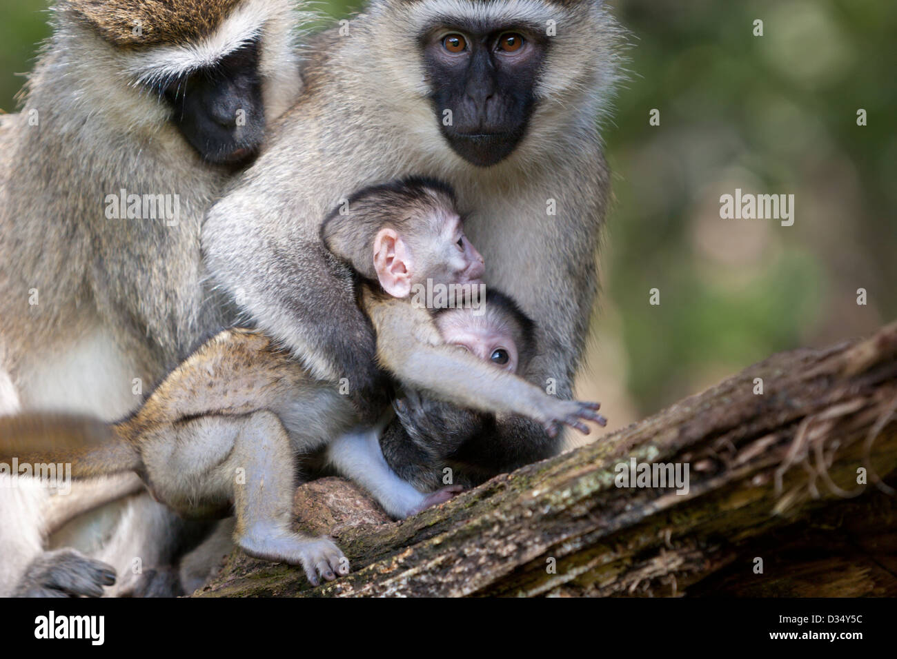 Vevet Affen Primaten Babys Afrika Uganda Stockfoto