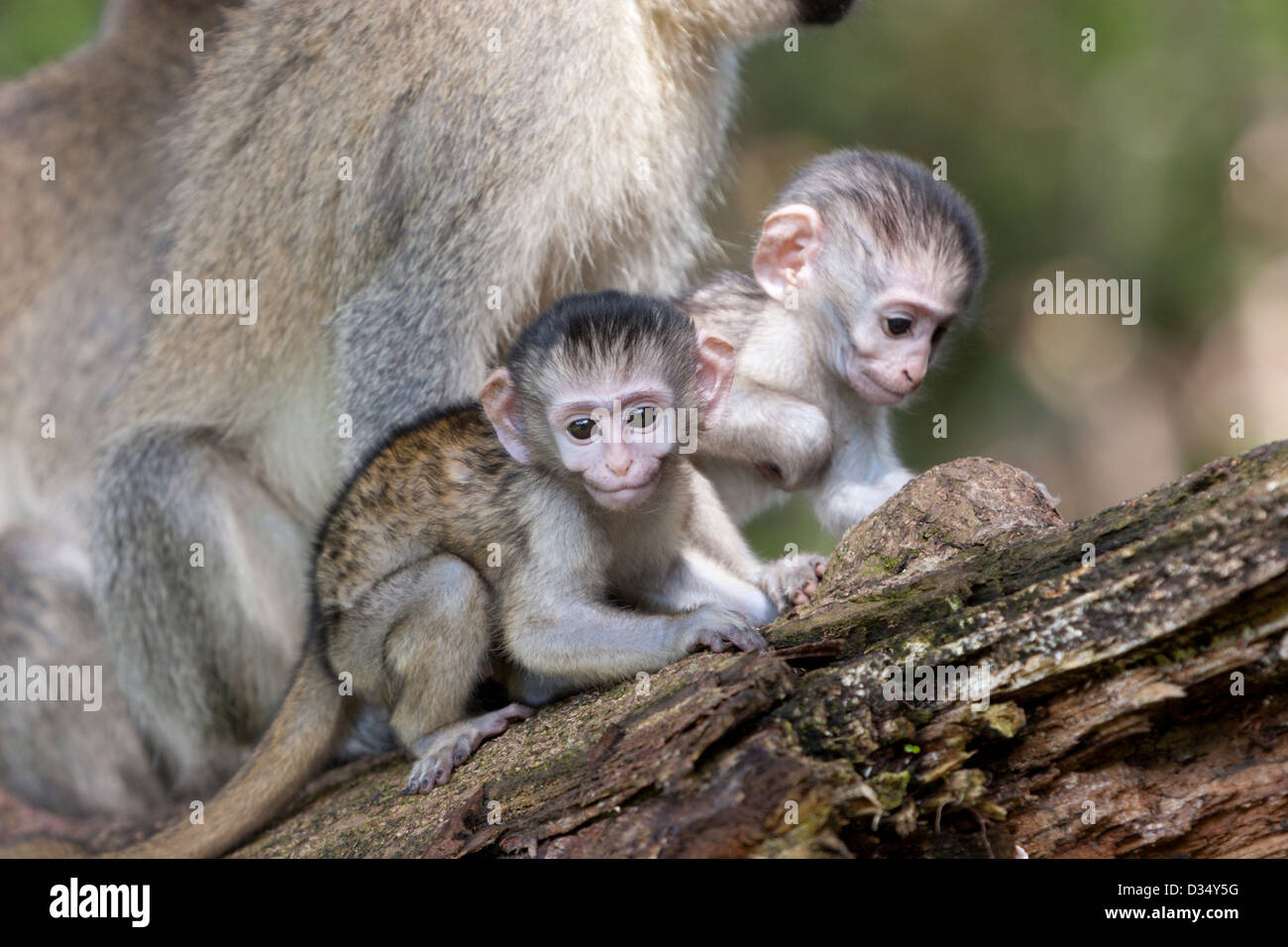 Vevet Affen Primaten Babys Afrika Uganda Stockfoto