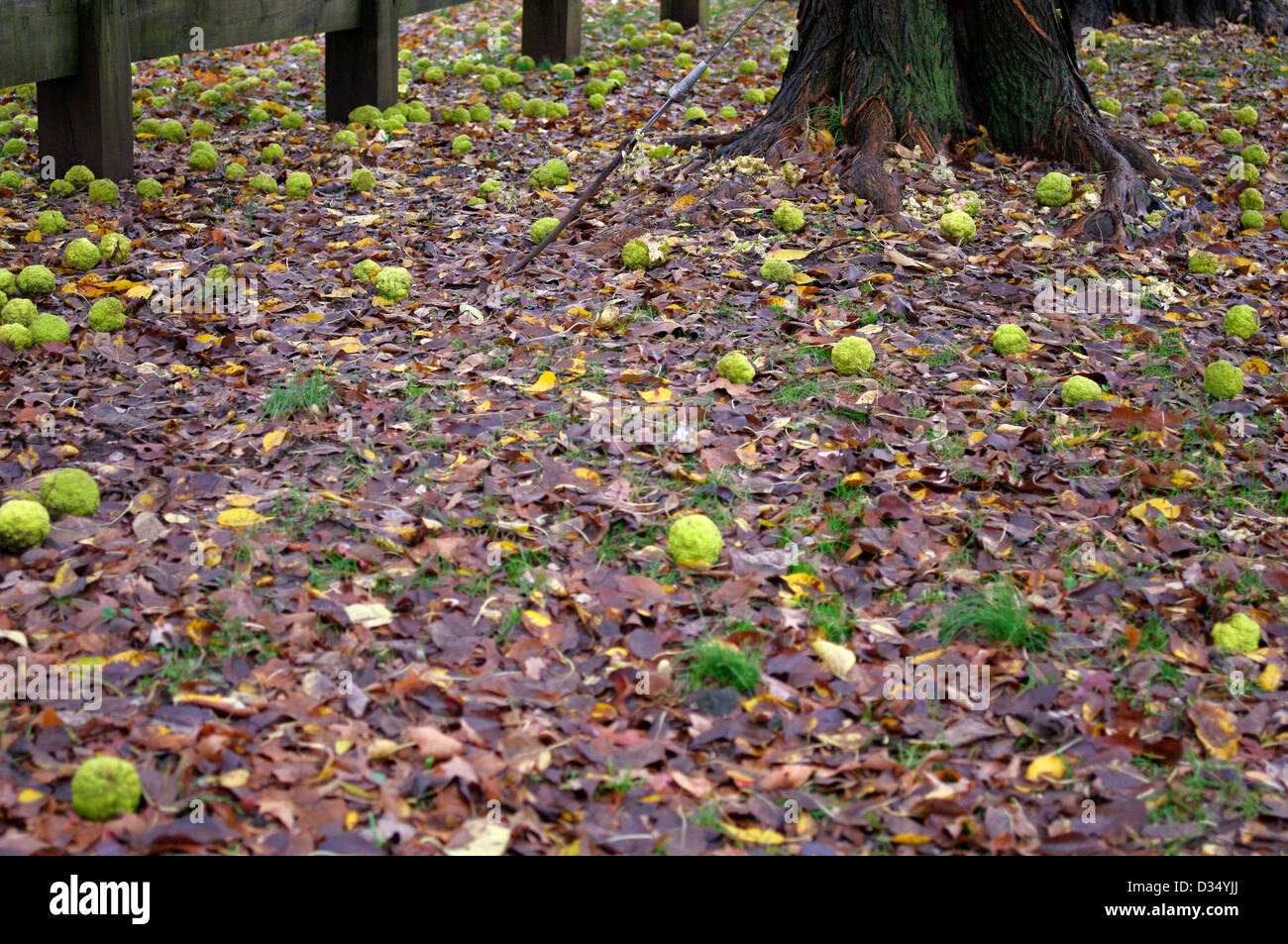 Dutzende von ungenießbar Osage orange Maclura Pomifera (Raf). Schneidegger auf Boden fallen gelassen, während der Herbstsaison Stockfoto