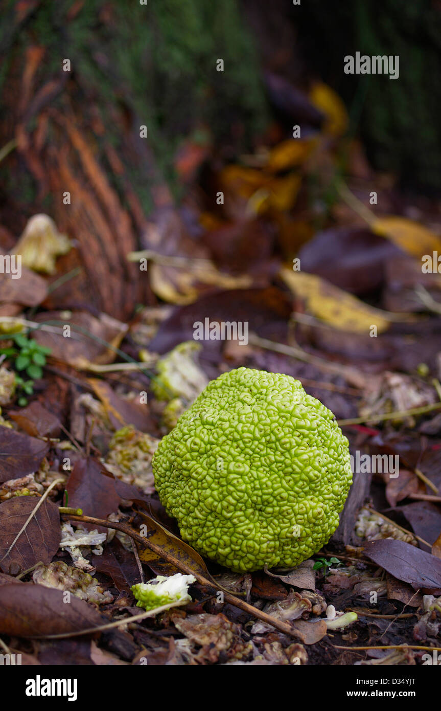 Einem einzigen ungenießbar Osage orange Maclura Pomifera (Raf). Schneidegger auf Boden fallen gelassen, während der Herbstsaison Stockfoto