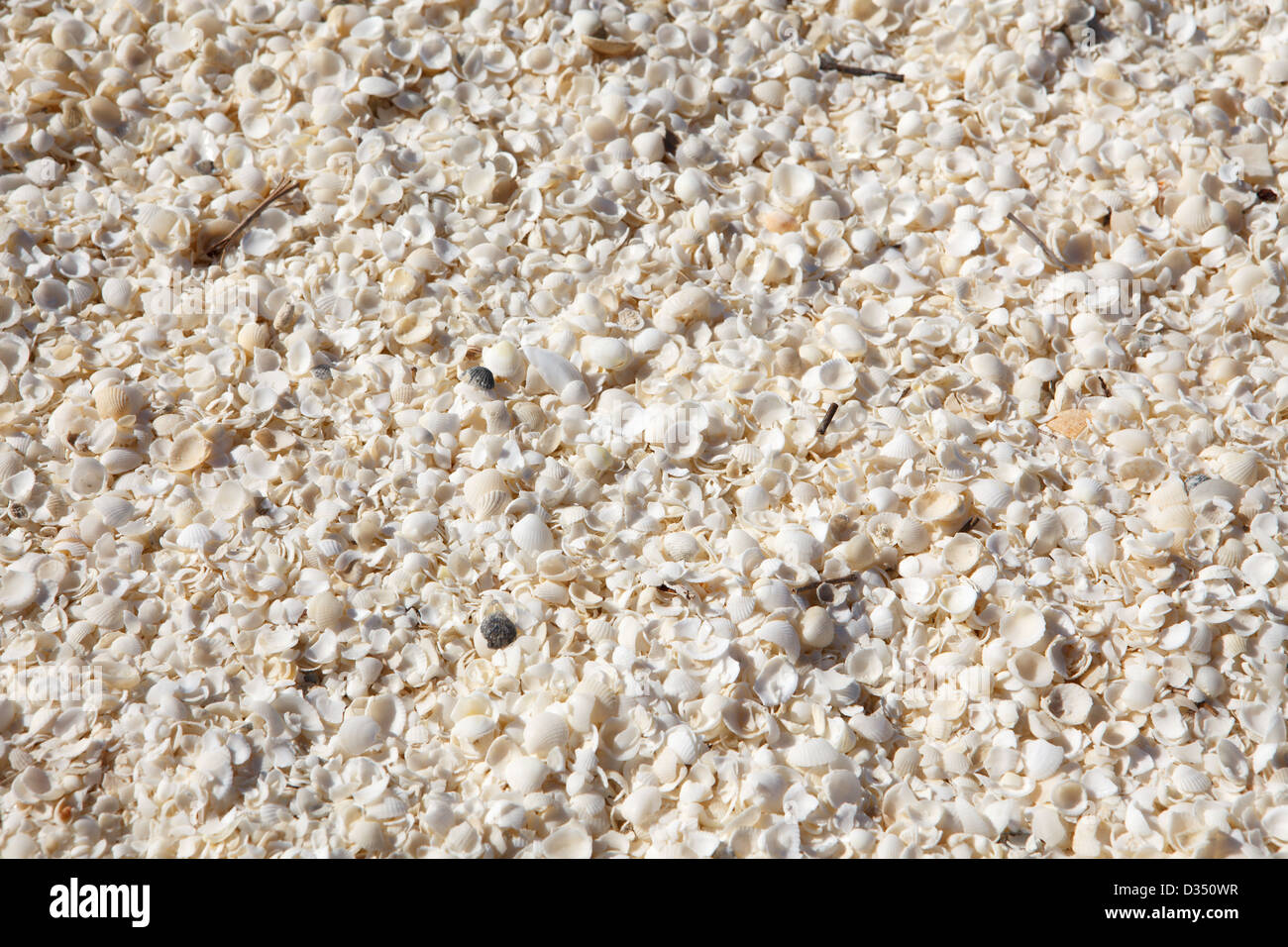 Kleine Muschel Hintergrund, full-Frame, Shell Beach, Western Australia Stockfoto