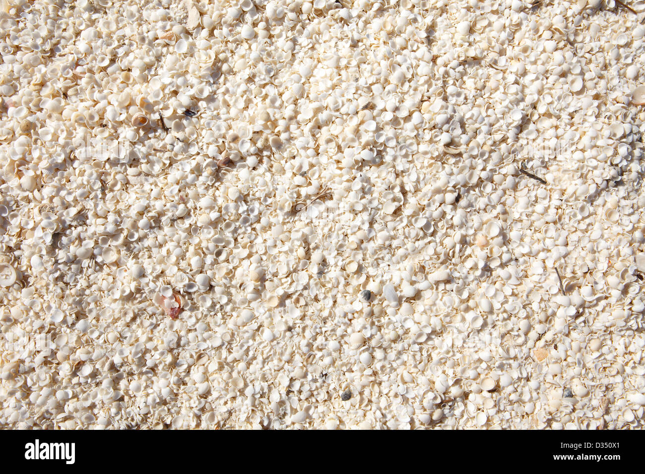 Kleine Muschel Hintergrund, full-Frame, Shell Beach, Western Australia Stockfoto