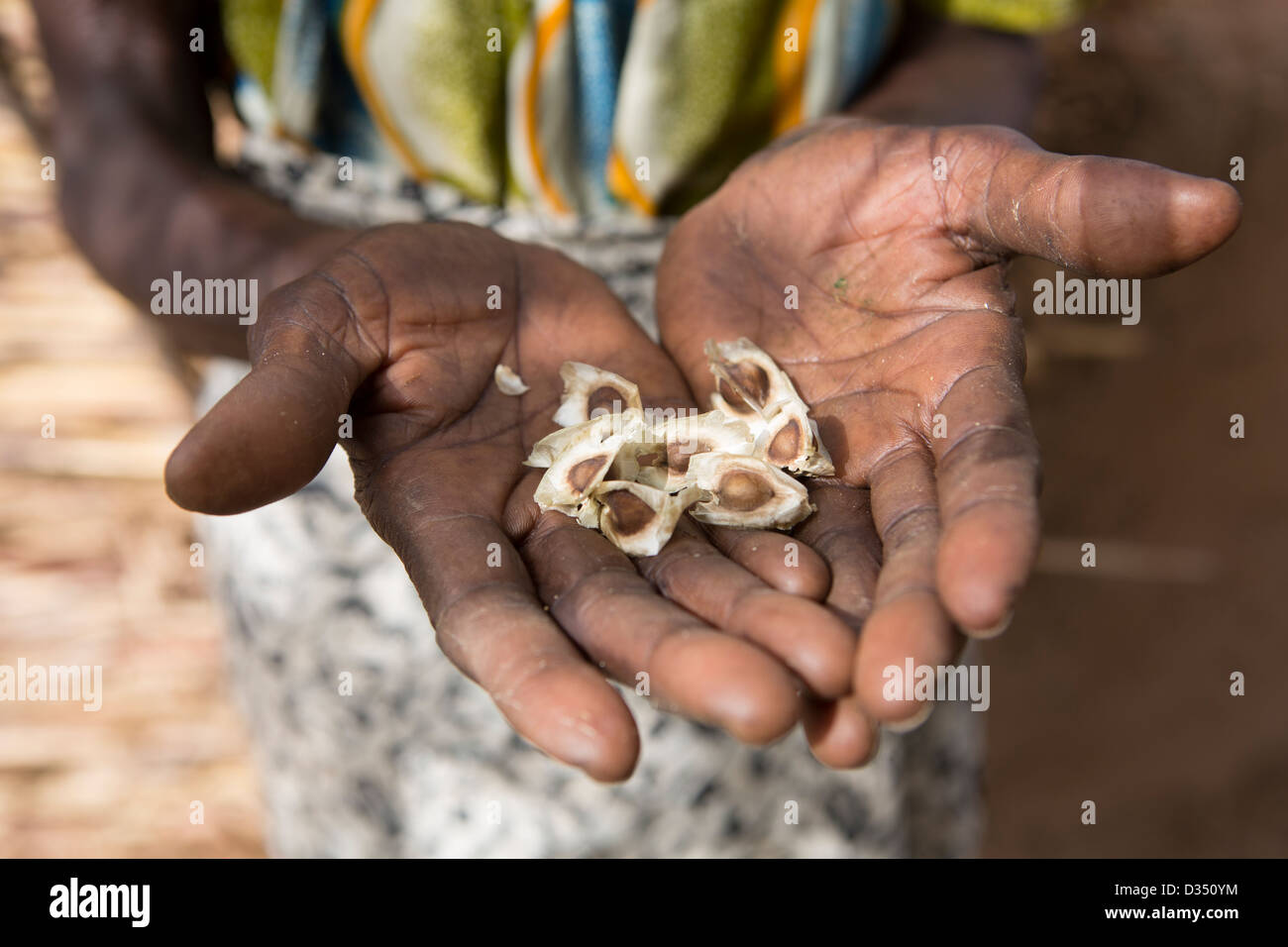 REO, Burkina Faso, Mai 2012: Marie Kanyala, 79, in ihrer Verbindung mit Moringa Baumsamen. Stockfoto