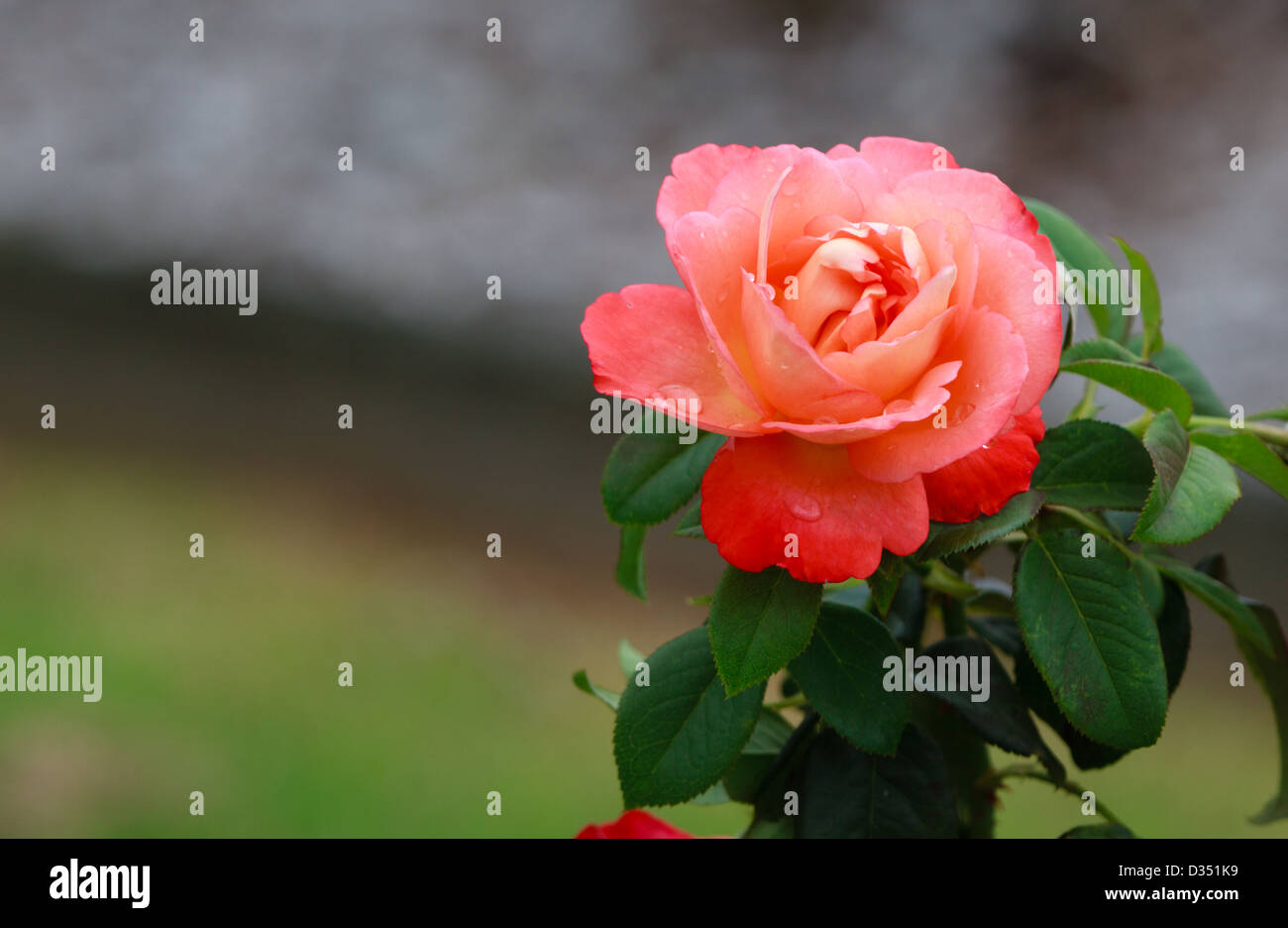 Junge schöne rote Orange rose im Garten Stockfoto