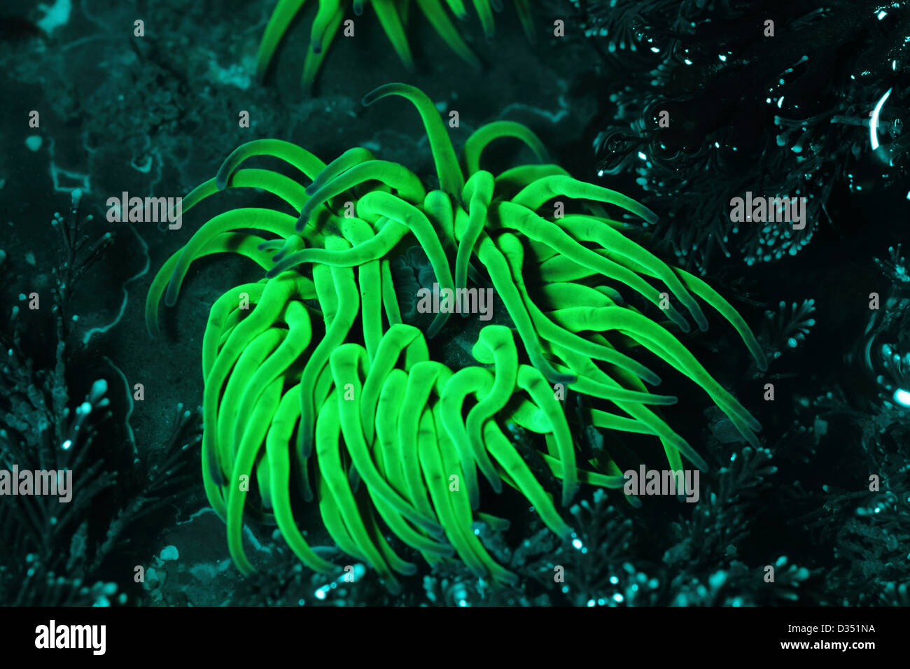 Snakelocks Anemone Anemonia Viridis zeigen Fluoreszenz, Kimmeridge Bucht Dorset UK, Januar. Stockfoto