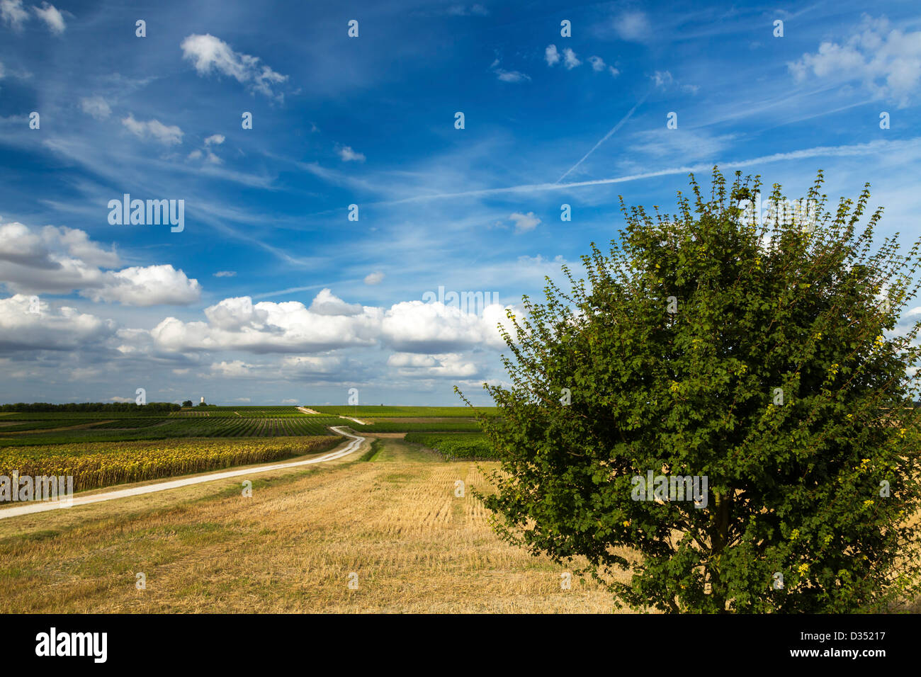 Offene Felder in der Nähe von Gourville, Charente Maritime, Frankreich Stockfoto