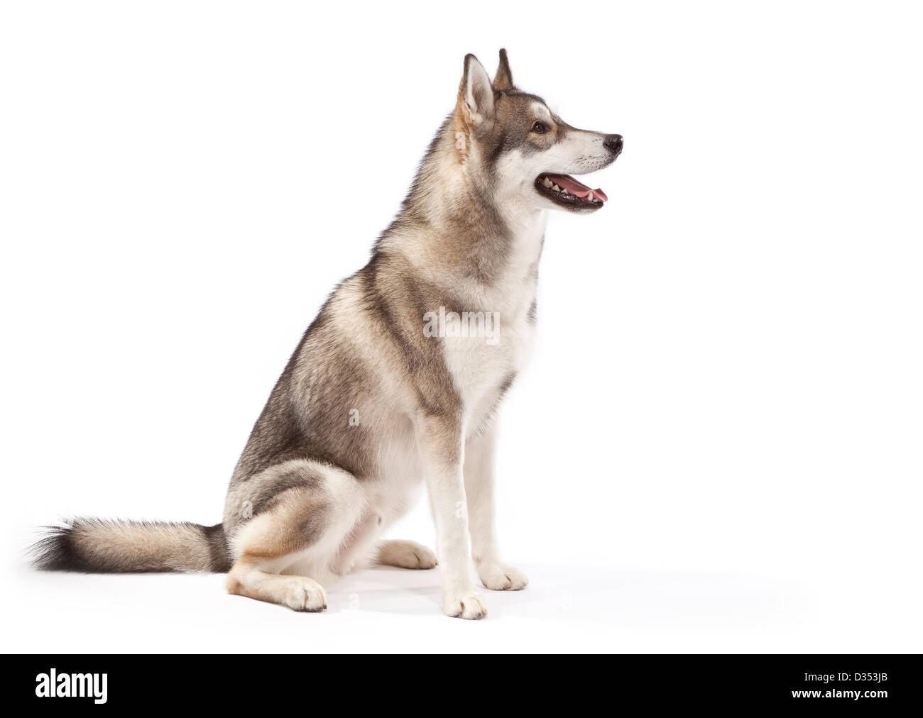 Siberian Husky Hund im Alter von 9 Monaten Stockfoto