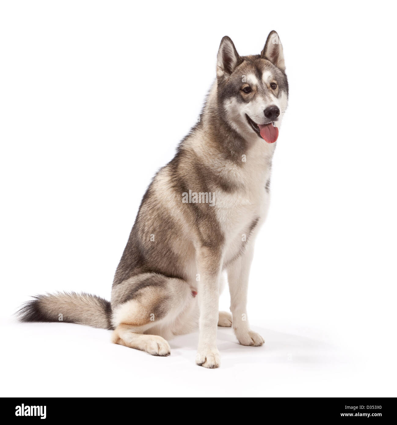 Siberian Husky Hund im Alter von 9 Monaten Stockfoto