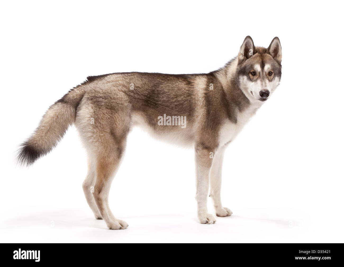 Siberian Husky Hund im Alter von 9 Monaten Stockfoto