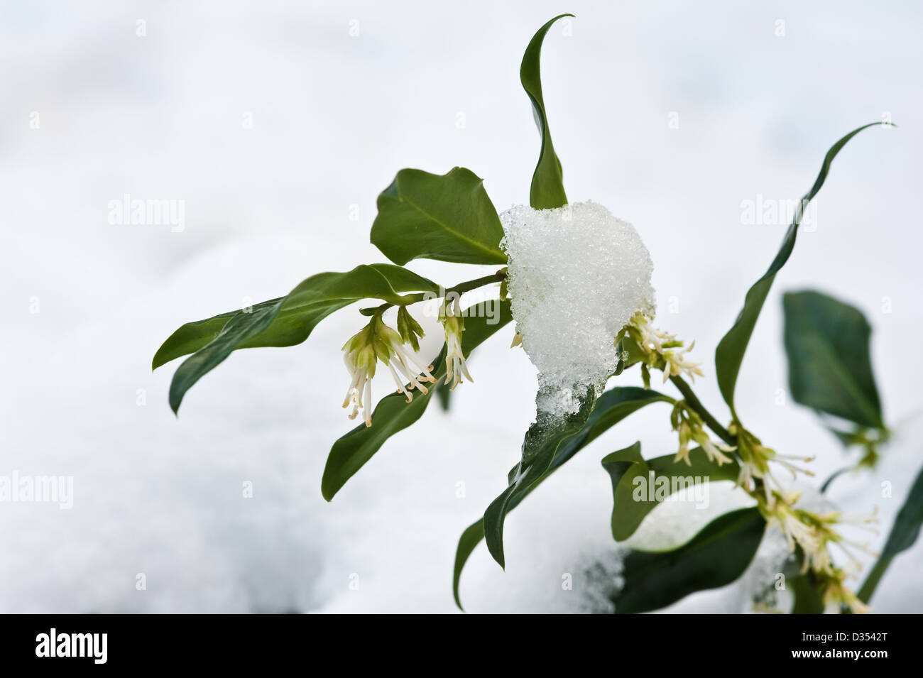 Sarcoccocca Confusa Weihnachts-Box, buxaceae Stockfoto