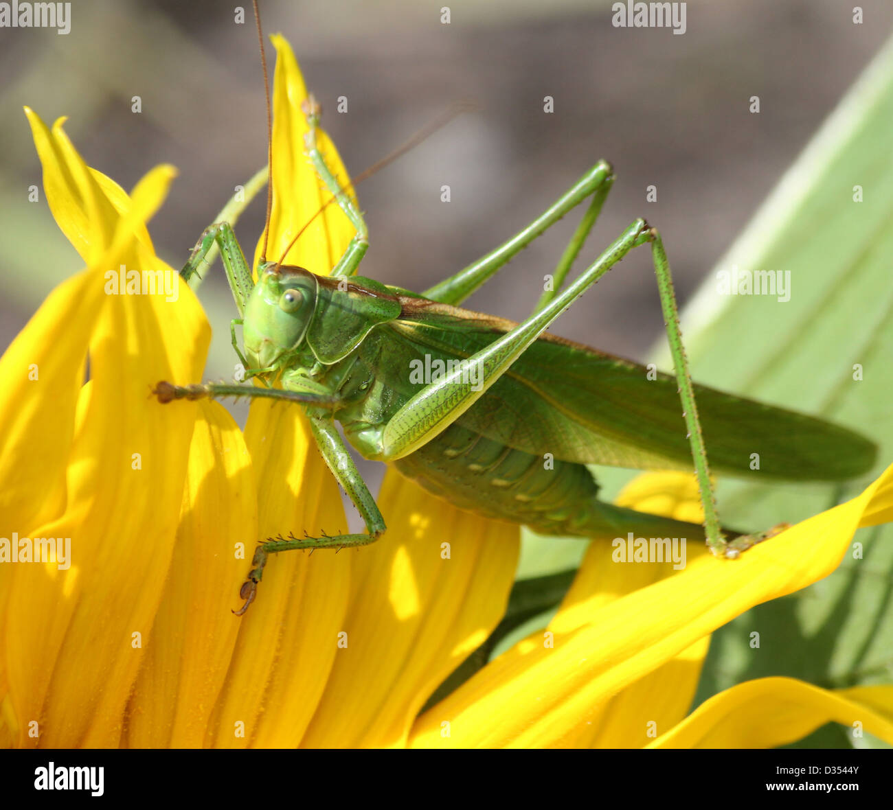 Detaillierte Makro eine große Green Bush Cricket (Tettigonia Viridissima) auf eine Sonnenblume Stockfoto