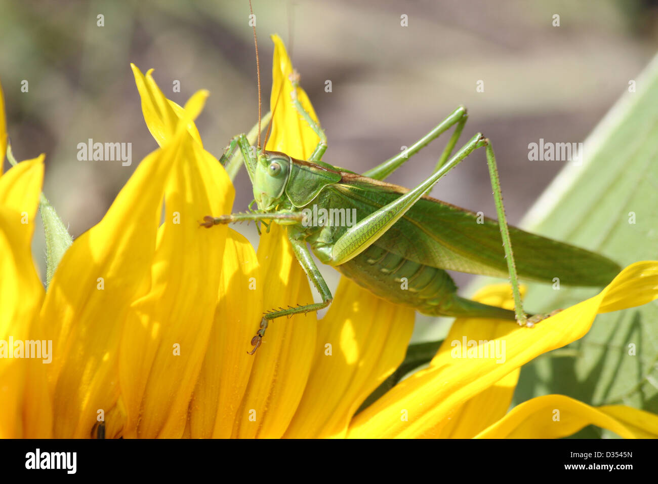 Detaillierte Makro einer weiblichen Great Green Bush Grille (Tettigonia Viridissima) auf eine Sonnenblume Stockfoto