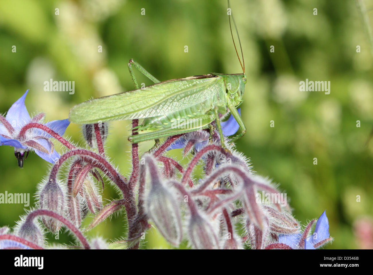 Detaillierte Makro eine große Green Bush Cricket (Tettigonia Viridissima) Stockfoto