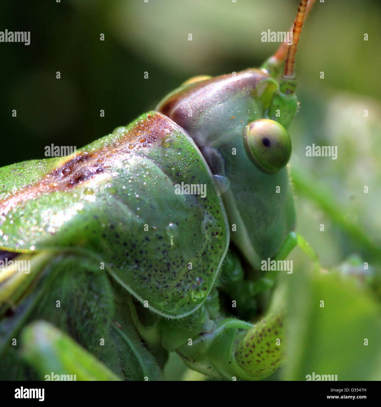 Extreme Makroaufnahme des Kopfes einer großen Green Bush Grille (Tettigonia Viridissima) Stockfoto