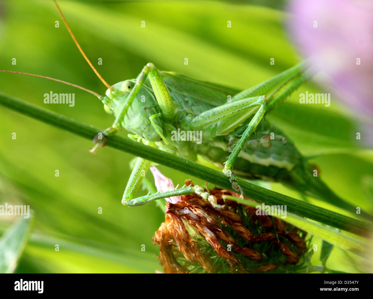 Detaillierte Makro eine große Green Bush Cricket (Tettigonia Viridissima) vor der Kamera Stockfoto