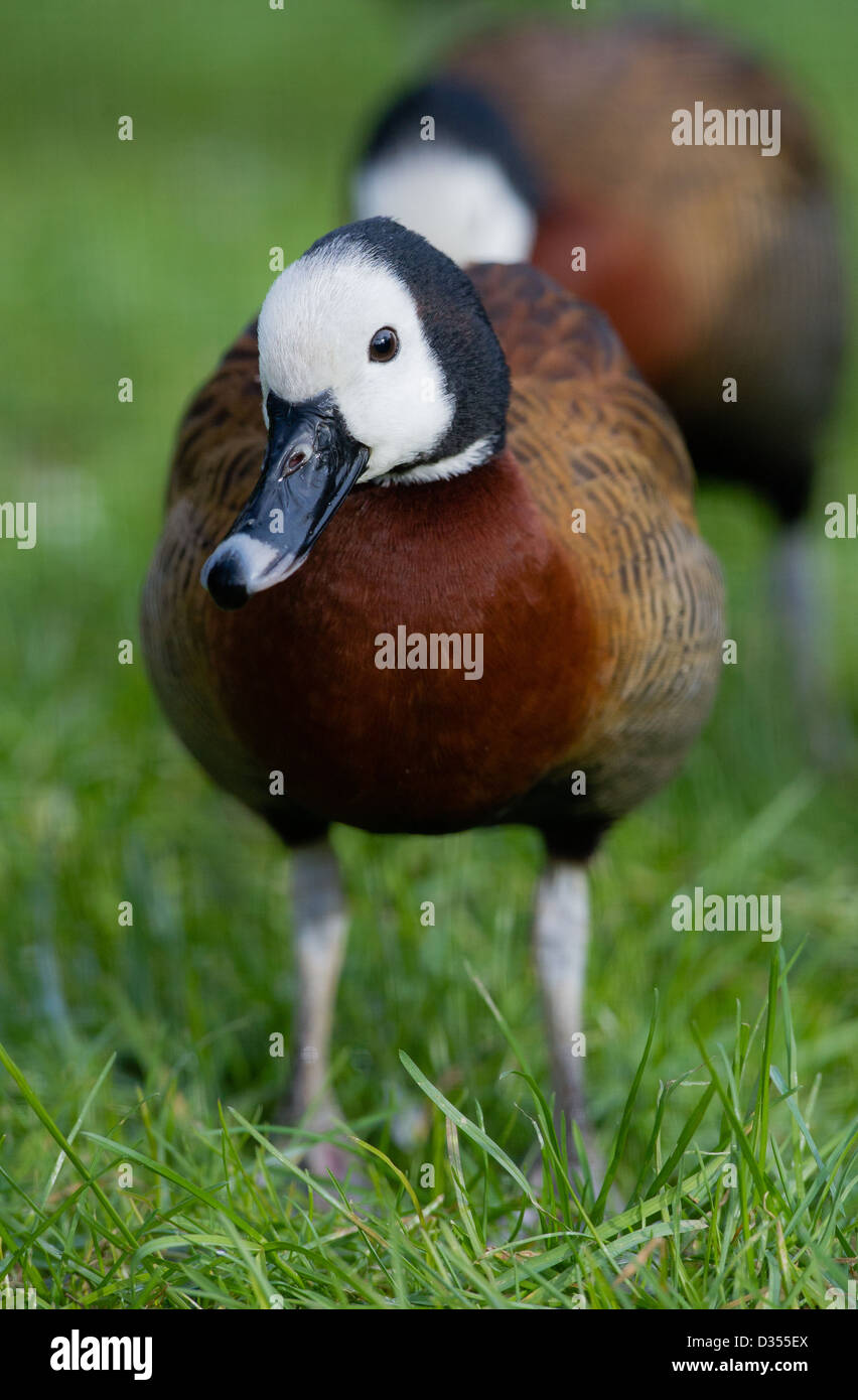 White-faced Pfeifen Ente (Dendrocygna Viduata) Stockfoto
