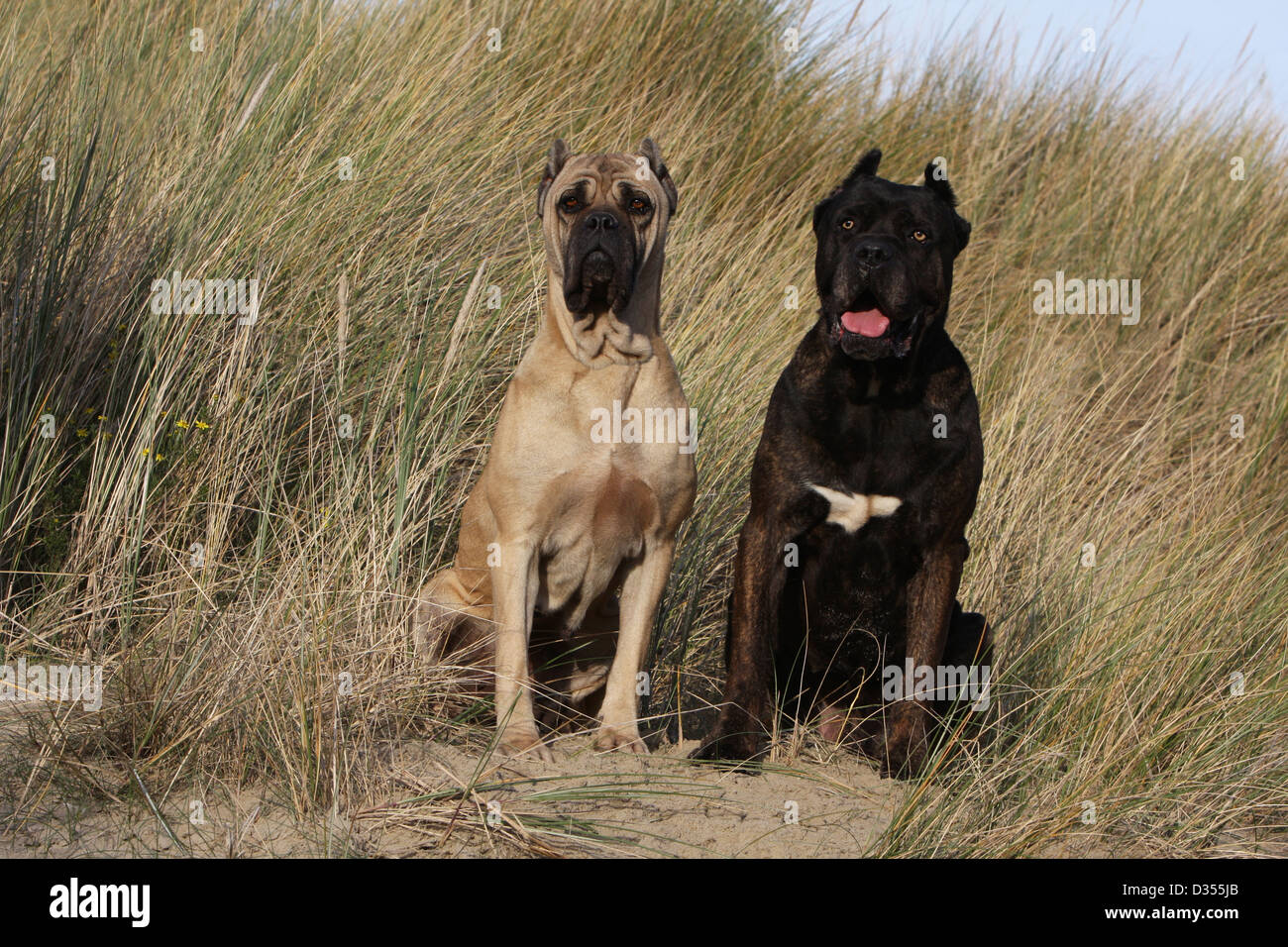 Hund Cane Corso / italienischen Molosser zwei Erwachsene verschiedene  Farben auf dem Sand sitzen Stockfotografie - Alamy