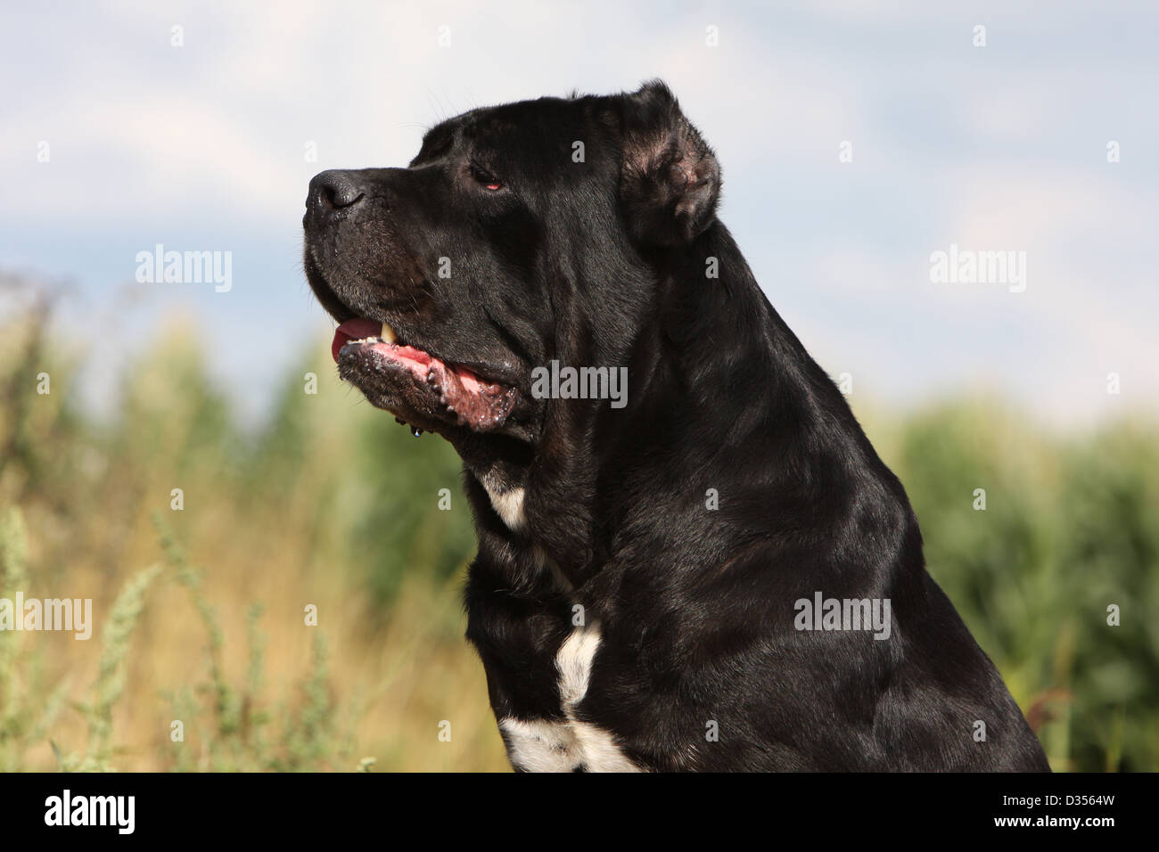 Hund Cane Corso Italienischen Molosser Erwachsenen Portrat Stockfotografie Alamy
