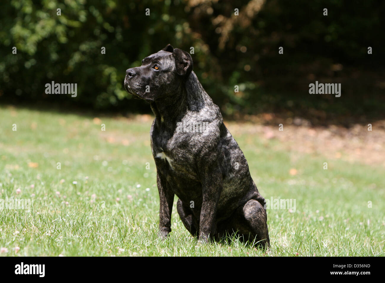 Hund Cane Corso Italienischen Molosser Erwachsenen Sitzen Auf Einer Wiese Stockfotografie Alamy