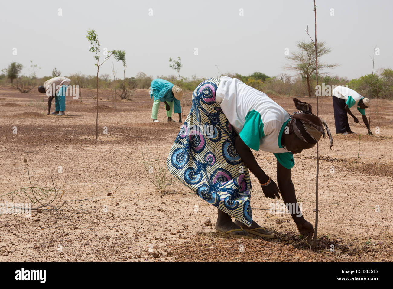 Barsalogho, Burkina Faso, Mai 2012: Dorfbewohner Moringa Bäume, die sehr nahrhaft Blätter produzieren. Stockfoto