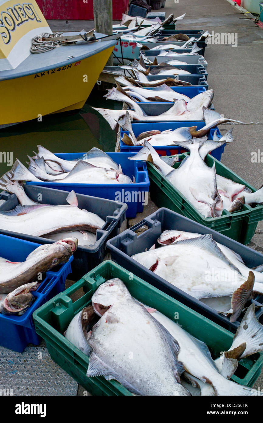 Berufsfischer entladen ihren frischen Fang von Heilbutt in Behältern, Homer, Alaska, USA Stockfoto