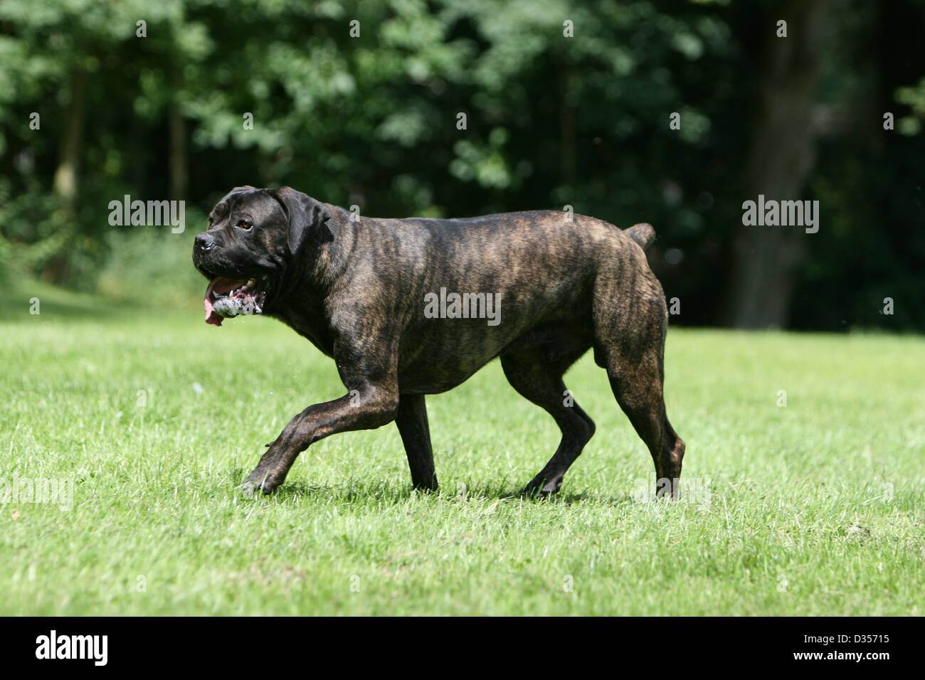 Hund Cane Corso Italienischen Molosser Erwachsenen Wandern In Einem Park Stockfotografie Alamy