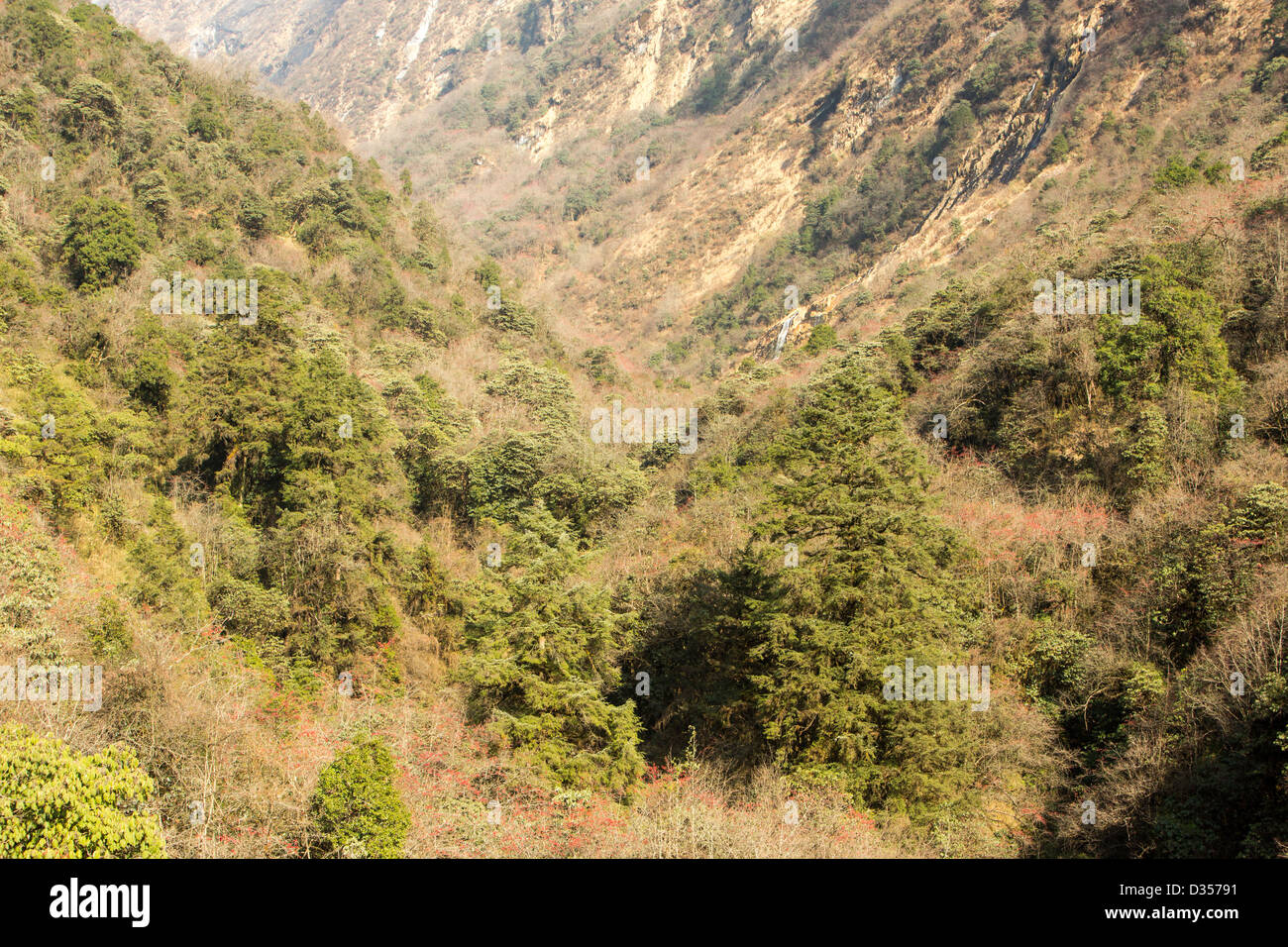 Rhododendron und Bambus Mischwald im Annapurna Heiligtum, nepalesischen  Himalaya Stockfotografie - Alamy