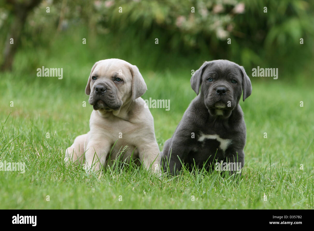 Hund Cane Corso / italienischen Molosser zwei Welpen verschiedene Farben in  einem Garten sitzen Stockfotografie - Alamy
