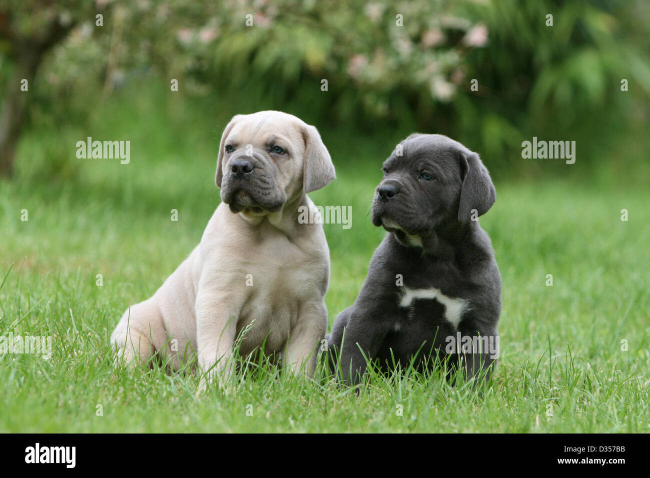 Hund Cane Corso / italienischen Molosser zwei Welpen verschiedene ...
