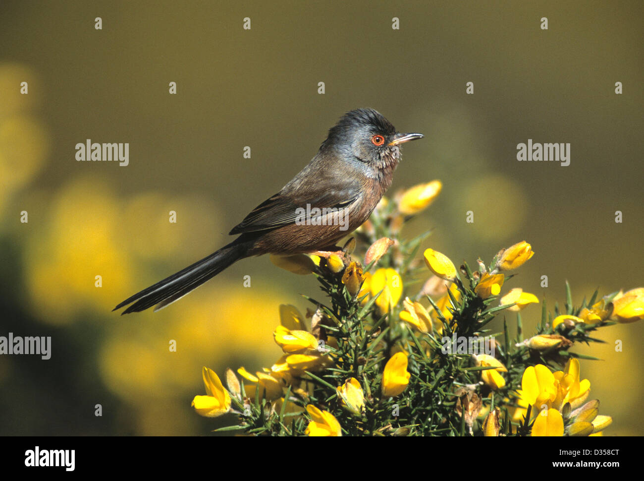 Ein Dartford Warbler auf dem Ginster-Busch Stockfoto