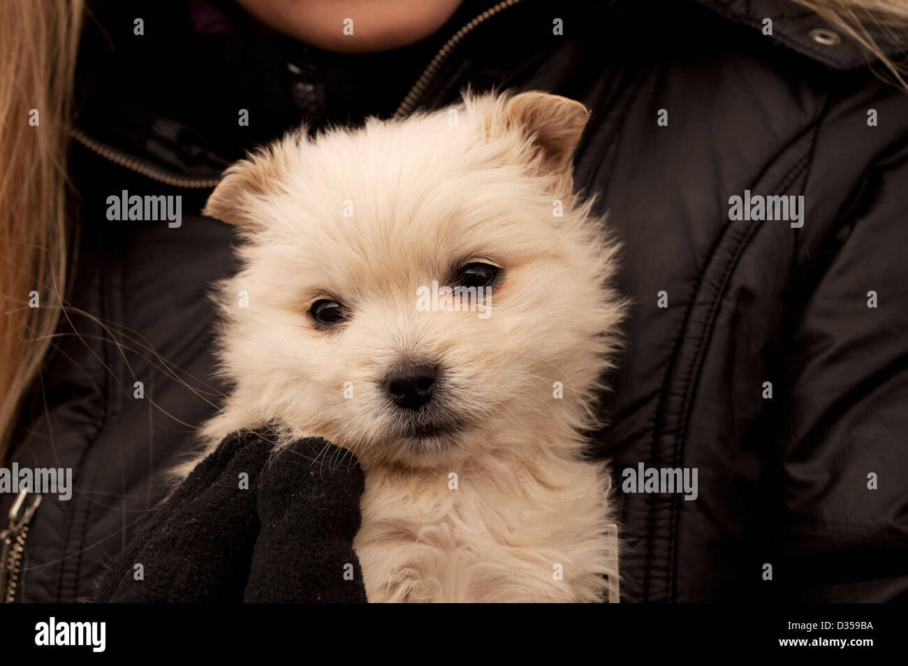 Entzückende Welpen Stockfoto