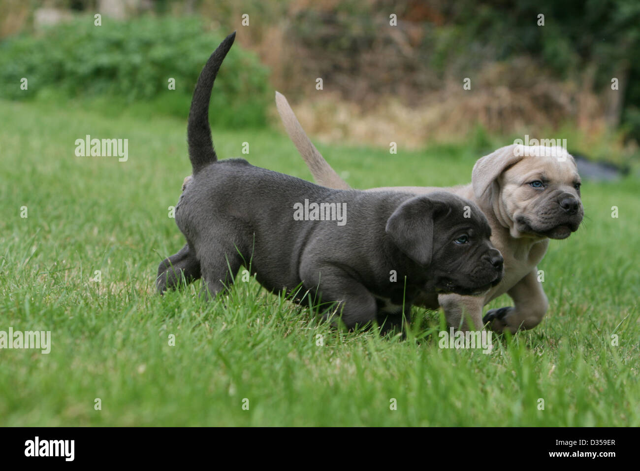 Hund Cane Corso Italienischen Molosser Zwei Welpen Verschiedene Farben Laufen In Einem Garten Stockfotografie Alamy