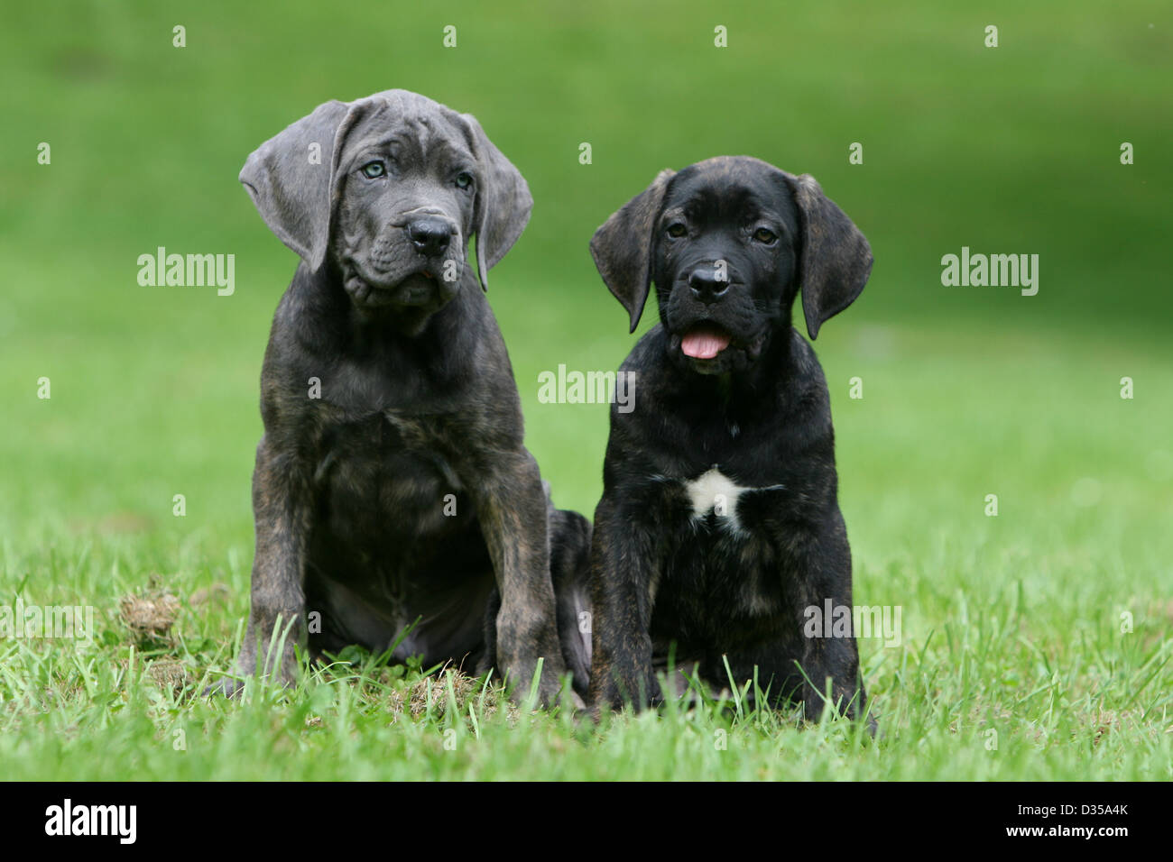 Hund Cane Corso / italienischen Molosser zwei Welpen verschiedene ...