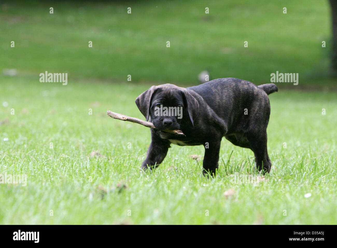 Hund Cane Corso / italienischen Molosser Welpen laufen mit einem Stock im Maul Stockfoto