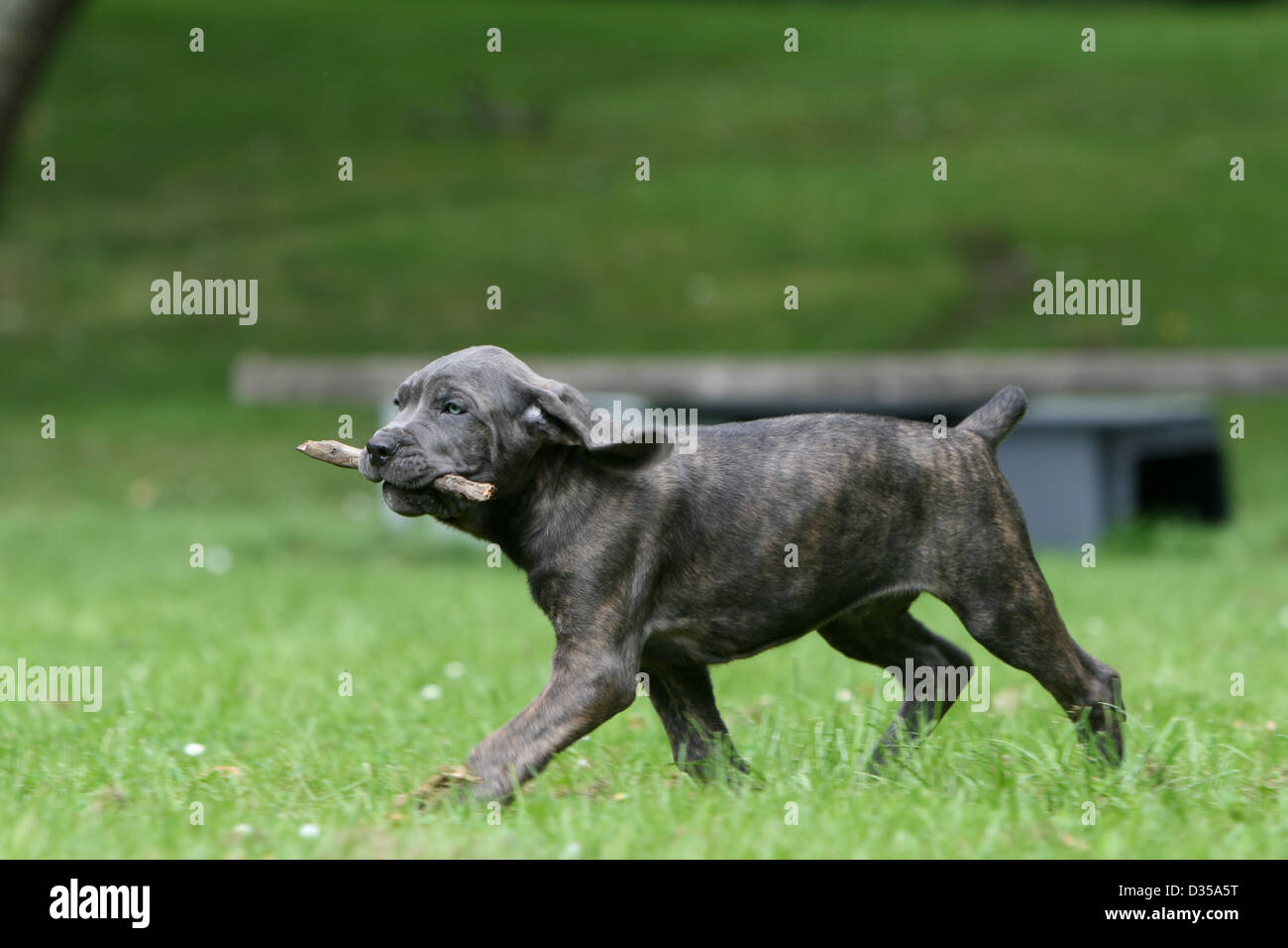 Hund Cane Corso / italienischen Molosser Welpen laufen mit einem Stock im Maul Stockfoto