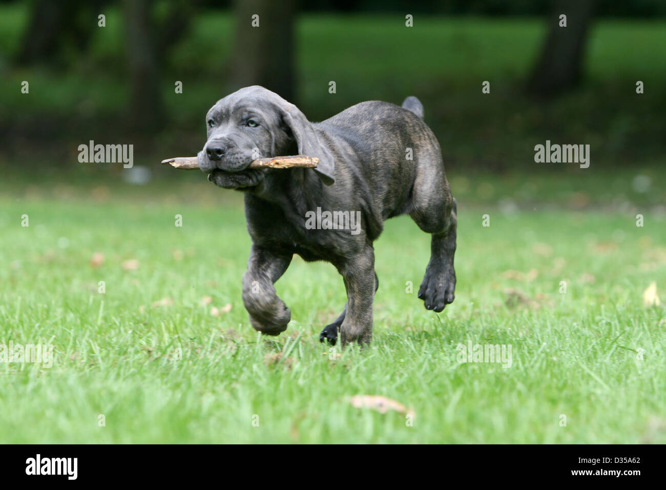 Hund Cane Corso / italienischen Molosser Welpen laufen mit einem Stock im Maul Stockfoto