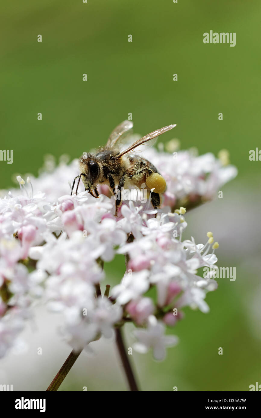 Honigbiene auf weißen Baldrian-Blüten Stockfoto