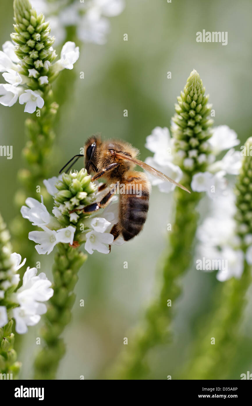 Honigbiene auf Eisenkraut Handsworthensis 'Alba' Stockfoto