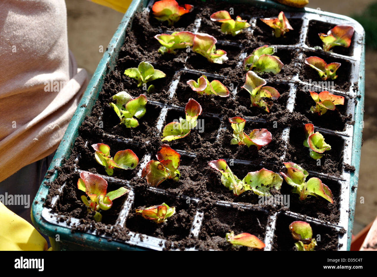 Begonia Semperflorens "Gemischten Lotto" stecken Sie Pflanzen Stockfoto